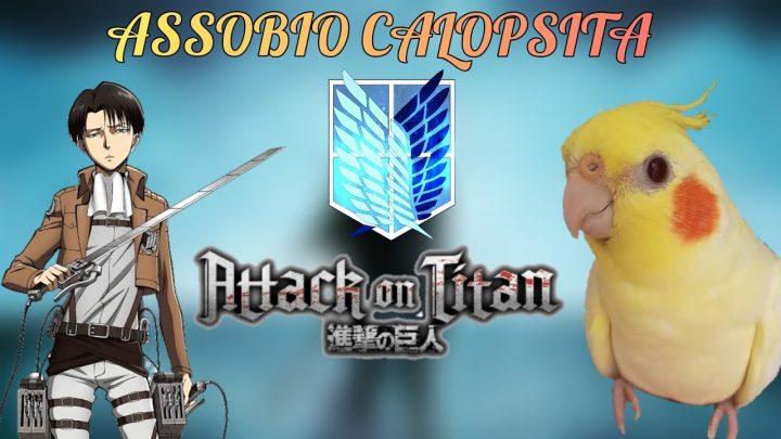 (attack - ASSOBIO PARA CALOPSITA - ABERTURA ATTACK ON TITAN - COCKATIEL WHISTLE