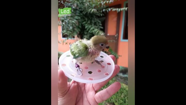 beautiful - AGAPORNIS INCRÍVEL HULK VERDE. LOVEBIRD BEAUTIFUL