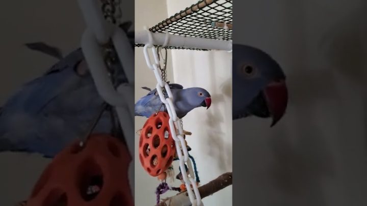 playing - Indian Ringneck Parrot 🦜 playing.