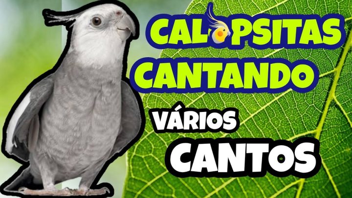 Sem categoria - CALOPSITAS CANTANDO VÁRIOS ASSOBIOS - Ideal para ENSINAR e ALEGRAR Sua CALOPSITA! 🎶🦜