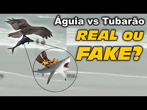 animal - Águia pegando tubarão, real ou fake? | DORIVAL LIMA - ALETO ANIMAL