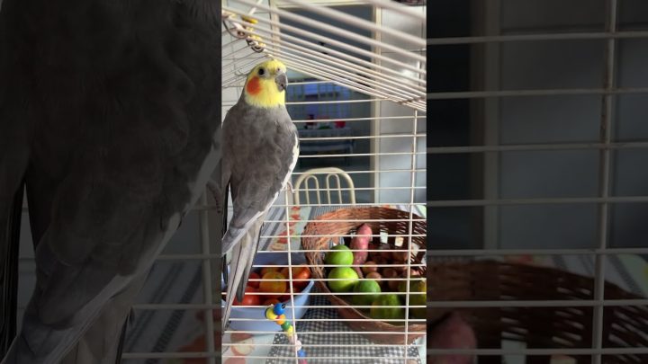 #cockatielsing - Bom dia com muita alegria 🎶❤️ #birdsinging #cockatielsounds #birds #cockatielsing #cantodecalopsita