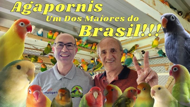 agapornis - AGAPORNIS PERSONATA CREMINO E MUITAS RARIDADES NO PAULINO DE SOUZA!!!