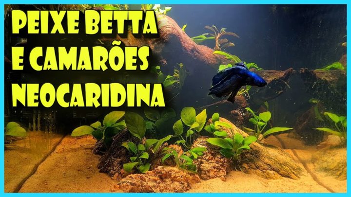 neocaridina - MINHA EXPERIÊNCIA COM PEIXE BETTA & CAMARÕES NEOCARIDINA