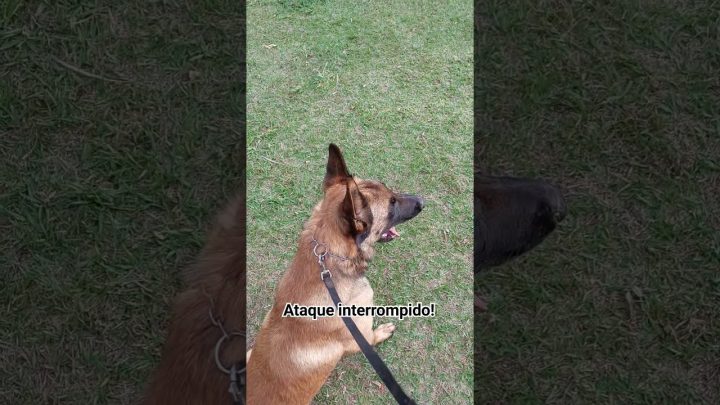 interrompido# - Como treinar um cão de guarda? Ataque Interrompido!