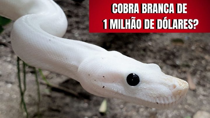 dólares - Cobra Jiboia Branca de 1 milhão de dólares? | Biólogo Henrique o Biólogo das Cobras