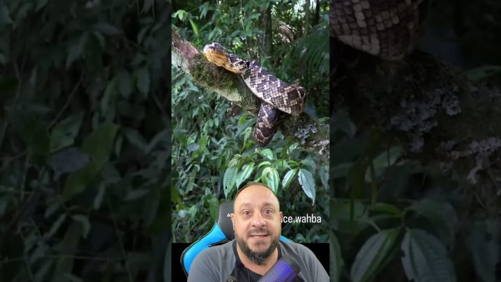 jiboia - A jiboia mais rara do mundo! Jiboia do ribeira, Corallus cropanii!!! @LawrenceWahbaTV