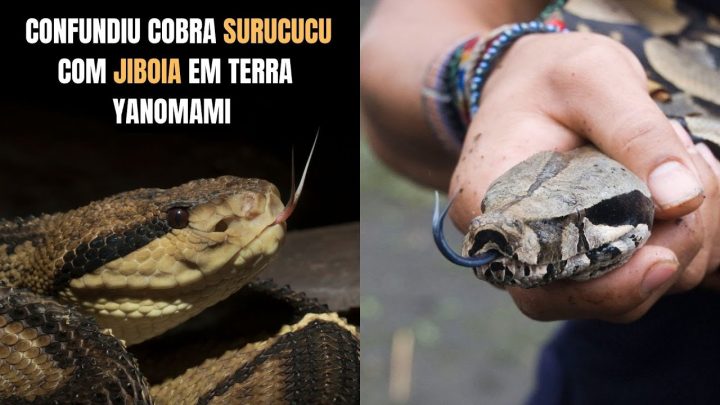 yanomami - Confundiu Cobra Surucucu com Jiboia em Terra Yanomami RR