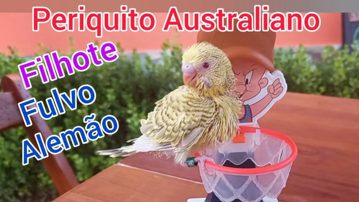 paraqueet - Filhote Periquito Australiano Fulvo Alemão. Paraqueet Budgie