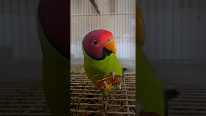 pirulito - Pirulito ( cabeça de ameixa) #calopsita #ring #birds #pets #ringneck #aves #parrot #cockatiel #birds