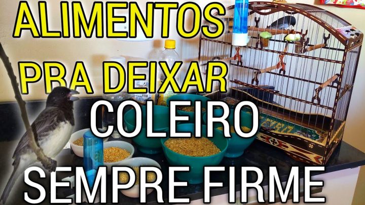 alimemtos - ALIMEMTOS PRA DEIXAR COLEIRO SEMPRE FIRME E DESPOSTO !