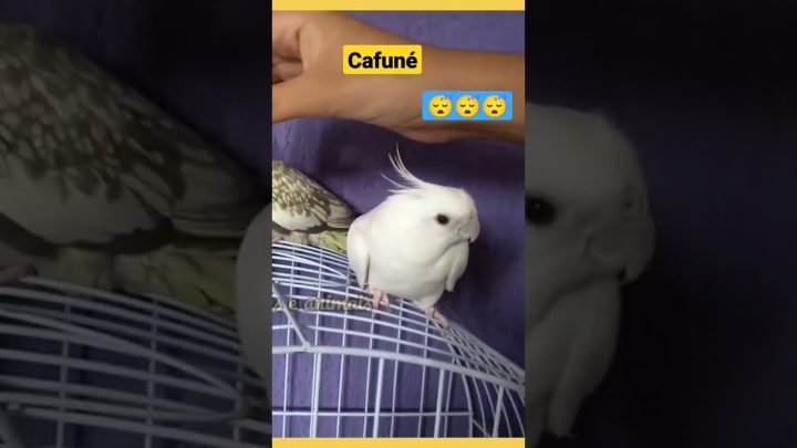 cafuné - Cafuné na Calopsita 😴 Calopsita amou 🐦 #cockatielsinging #cockatielsoungs #shortsviews #soungbirds