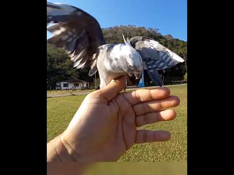 psicopata - Calopsita Psicopata Crazy Cockatiel