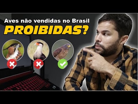 animal - Aves proibidas no Brasil? | DORIVAL LIMA - ALETO ANIMAL