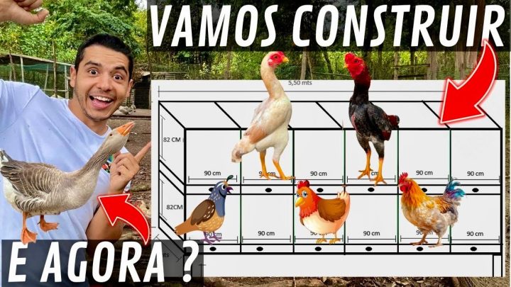 vai!!! - Vamos CONSTRUIR um SEPER GALINHO para ko shamo , quanto vai CUSTAR | Troca de ovos | Aves Recriar