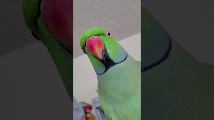 (kiwi) - Indian Ringneck Parrot talking (Kiwi)