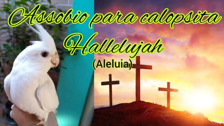 westle - ASSOBIO CALOPSITA - HALLELUJAH - ALELUIA - COCKATIEL WESTLE