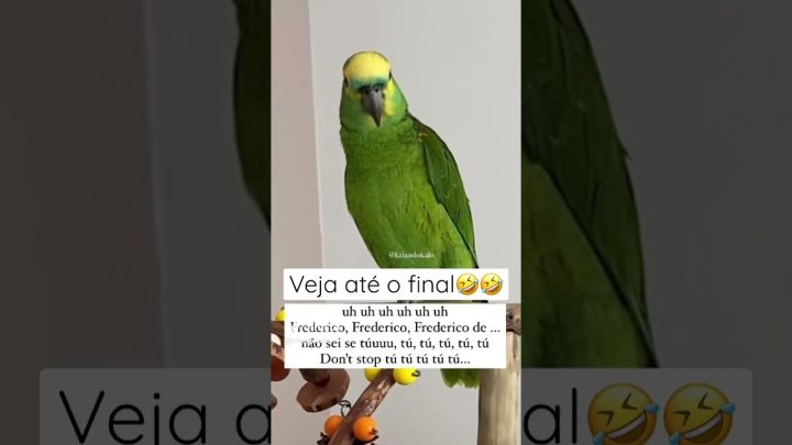 #animals - Papagaio Cantando sua música de Jesus 🐥😍 # #parrot #papagaio #pets #birds #parrots #animals