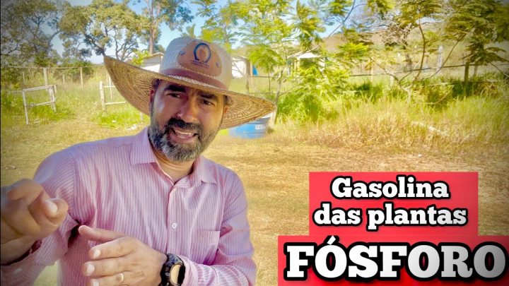 fósforo. - FUNÇÃO DO FÓSFORO NAS PLANTAS E SUA DINÂMICA NO SOLO