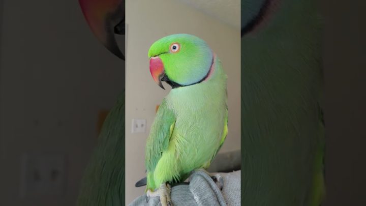 ringneck - Indian Ringneck Parrot talking