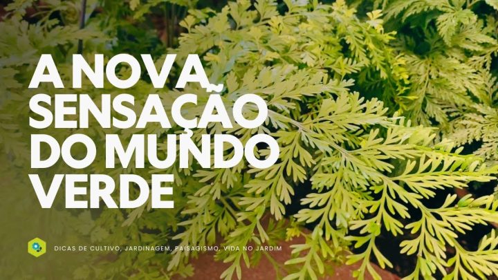 Dicas de Jardinagem - SAMAMBAIA SALSA A NOVA SENSAÇÃO do MUNDO VERDE