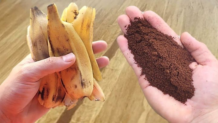 hortas - É só misturar BANANA com CAFÉ e não precisa mais gastar no mercado!