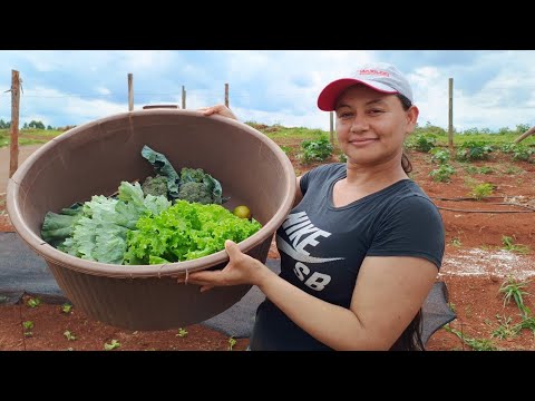 esposo - FIZ UMA COLHEITA HORTA DO MEU ESPOSO - VIDA VERDE SISTEMAS SUSTENTÁVEIS