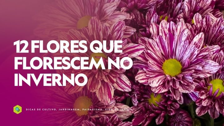 Dicas de Jardinagem - 12 FLORES que FLORESCEM no INVERNO