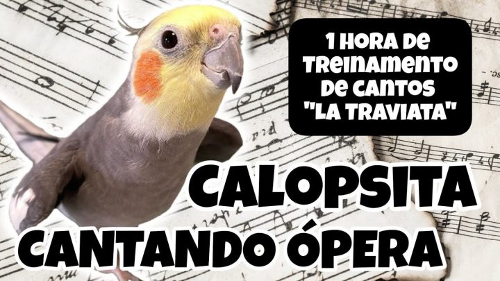 Sem categoria - CALOPSITA CANTANDO ÓPERA - Treinamento para ensinar sua calopsita a cantar "La Traviata"