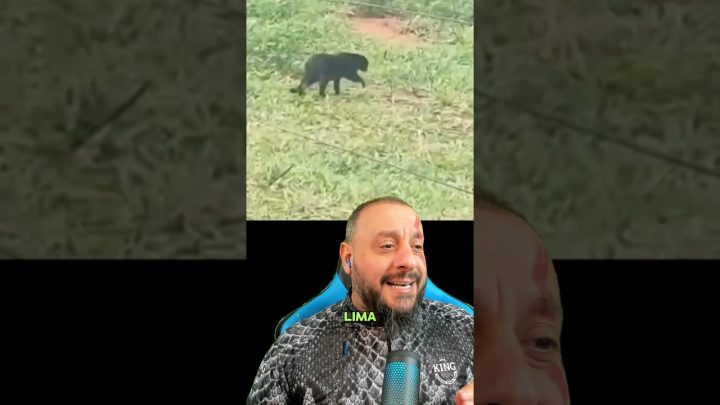 afirma: - Onça-preta é avistada em fazenda de Minas Gerais? Biólogo Henrique afirma: é só um gato preto!