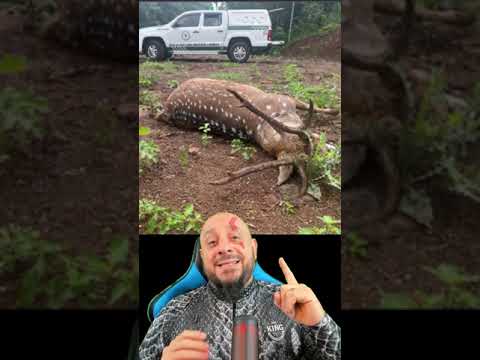 atropelado - Cervo exótico é atropelado na Rota do Sol, em RIO GRANDE DO SUL