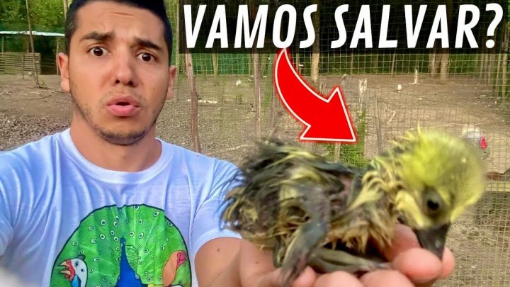 salvando - Fatalidade no nascimento dos gansos buff | Salvando Filhote | Diagnóstico Talismã | Aves Recriar