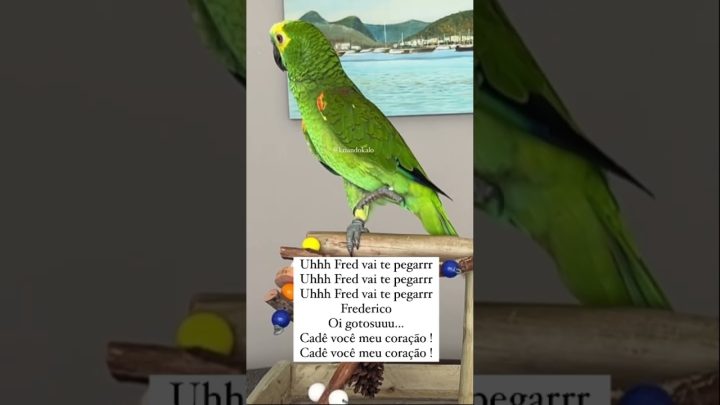 vai!!! - Papagaio tricolor! - Papagaio cantando Uh Fred vai te pegar #shorts #short #parrot