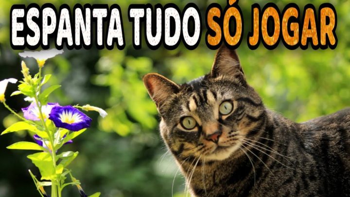 espantar - Como Espantar Cães e Gatos do seu Jardim e Horta - Dicas Caseira Eficientes