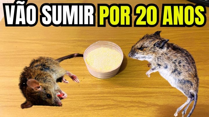 sumirem - Como MATAR RATOS! Isso faz todos os Ratos SUMIREM no mesmo dia