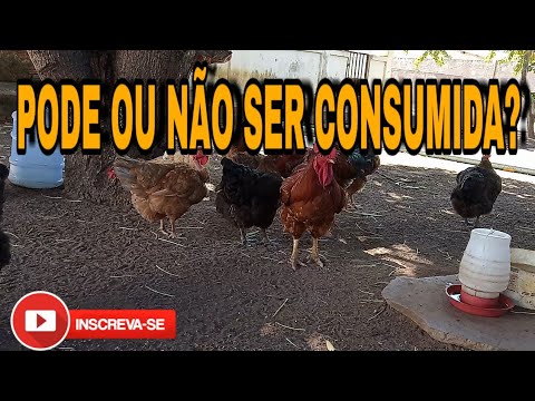 galinha - Pode comer galinha choca? O que pode acontecer?