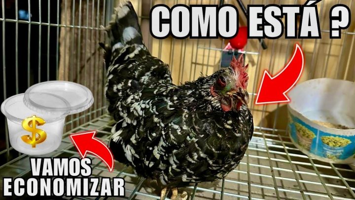 despedidas|aves - Comedouro BARATO que DIMINUI DESPERDÍCIO DE RAÇÃO | Recuperação da galinha e despedidas|Aves Recriar