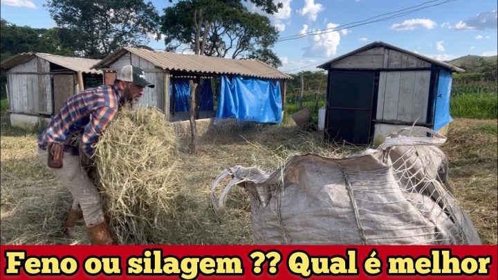 desvantagens? - QUAL É MELHOR : FENO OU SILAGEM ?? VANTAGENS E DESVANTAGENS DE CADA UM. TIFTON E GRAMA ESTRELA