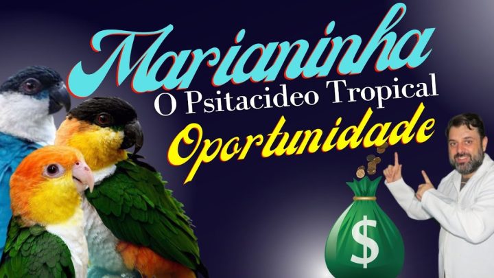 tropicais! - MARIANINHA PSITACÍDEO : O Colorido Encanto das Aves Tropicais!