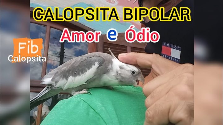 Ódio. - Calopsita Bipolar Amor e Ódio. Wild Cockatiel