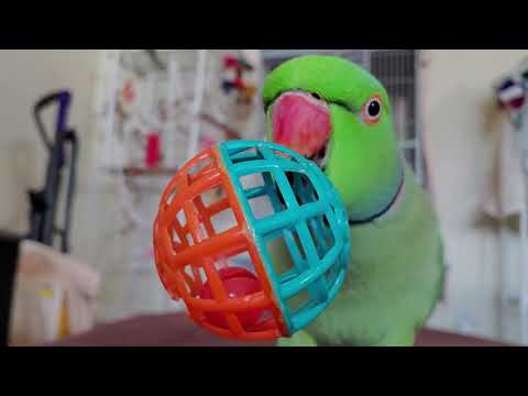 playing - Indian Ringneck Parrot playing