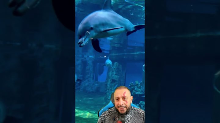 orlando - Golfinhos brincam com bolhas e círculos prateados no Sea World em Orlando