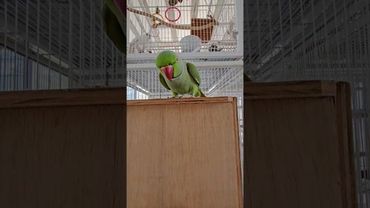 birds - #birds #ringneck #bird #aves #cocktail #cockatiel #lovebirds #araraquara #calopsita #cocktails