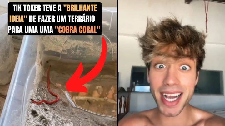 terrÁrio)! - TikToker teve a "brilhante ideia" de fazer um terrário para uma uma "Cobra coral"