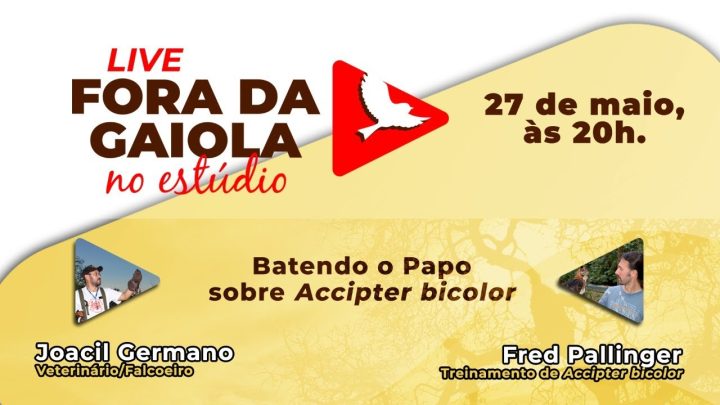 bicolor - LIVE Fora da Gaiola - Tema: treinamento de Accipter bicolor com Freddy Pallinger