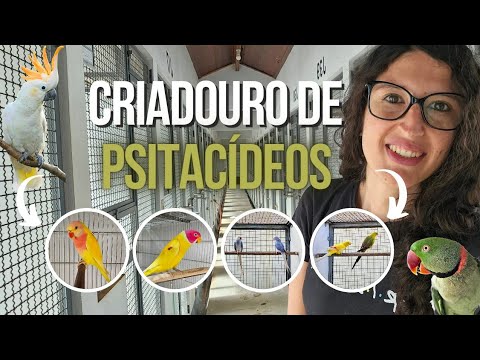 criadouro - VISITANDO UM CRIADOURO COM ESPÉCIES E MUTAÇÕES DE AVES RARAS - UDP