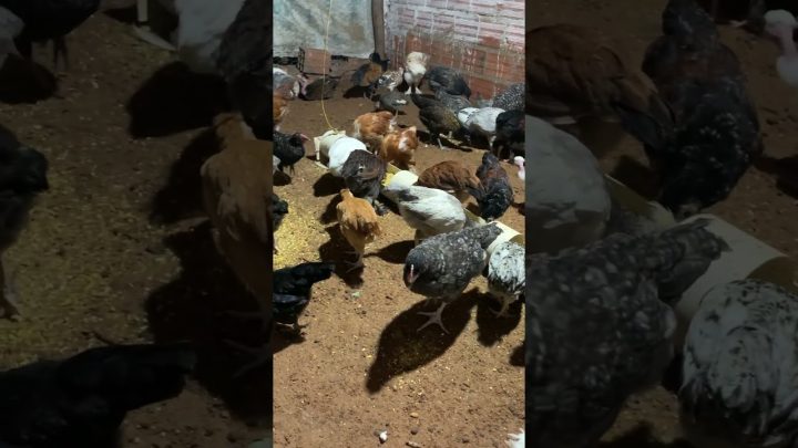 Periquitos - Várias raças de galinha #galinhascaipiras #chicken #pintinhos #rooster #galinhasornamentais #galinha