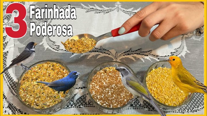 poderosa - 3 TIPOS DE FARINHADAS PODEROSA PARA APRONTAR PÁSSAROS