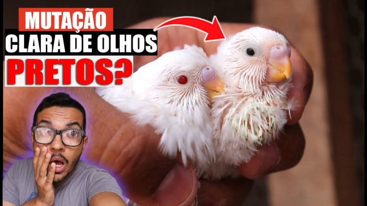 pretos - INCRÍVEL: Claro de Olhos Pretos (COP) | Periquito Australiano RARO