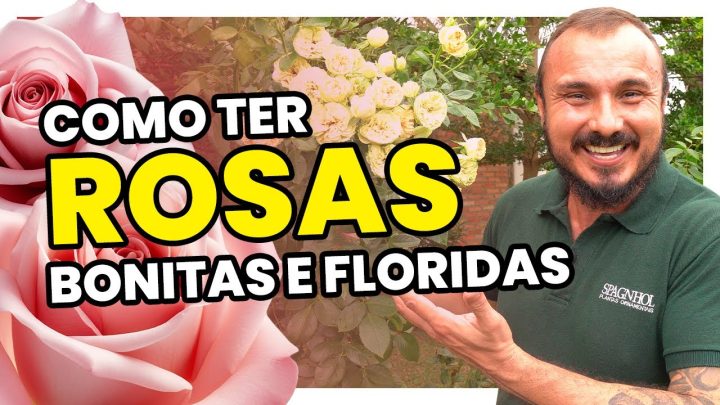 floridas - Como ter ROSAS bonitas e floridas | Salve suas roseiras